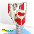 THROAT03(12507) Functional Larynx Model, 3 time Full Size Enlarge, Ear-Eye-Nose-Throat Models > Larynx Models